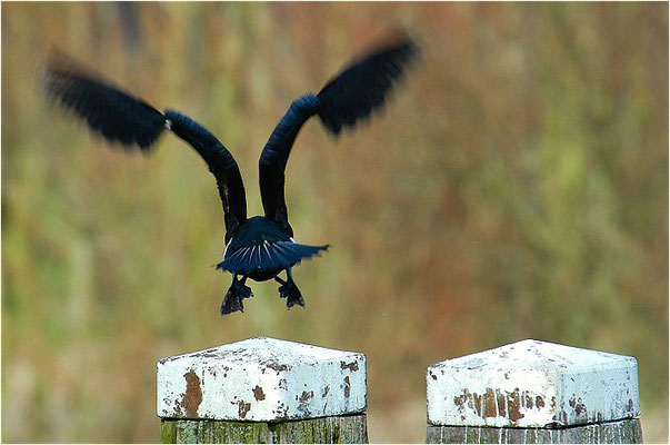 KORMORAN, GREAT CORMORANT, PHALACROCORAX CARBO