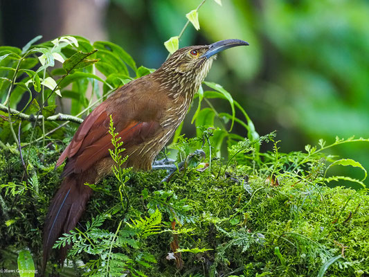 STARKSCHNABEL-BAUMSTEIGER, STRONG-BILLED WOODCREEPER - XIPHOCOLAPTES  PROMEROPIRHYNCHUS