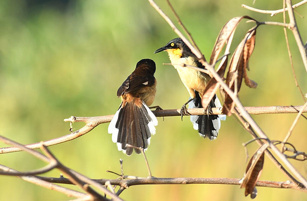 ROHRSPÖTTER, BLACK-CAPPED DONACOBIUS, DONACOBIUS ATRICAPILLA