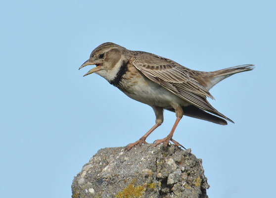 KALANDERLERCHE, CALANDRA LARK, MELANOCORYPHA CALANDRA
