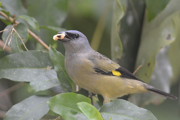 Abttangare, Yellow-winged tanager, Thraupis abbas