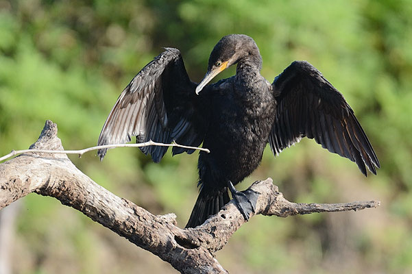 OLIVENSCHARBE, NEOTROPIC CORMORANT, PHALACROCORAX BRASILIANUS