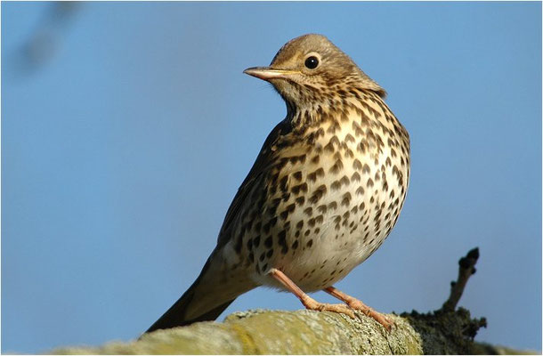 SINGDROSSEL, SONG TRUSH, TURDUS PHILOMELOS 