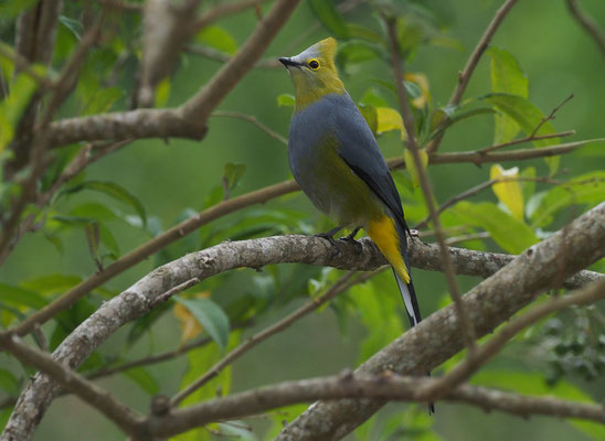 LANGSCHWANZ-SEIDENSCHNÄPPER, LONG-TAILED SILKY FLYCATCHER, PTILOGONYS CAUDATUS