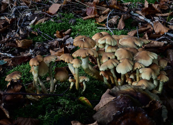 Grünblättriger Schwefelkopf - Hypholoma fasciculare