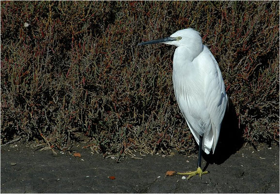 SEIDENREIHER, LITTLE EGRET, EGRETTA GARZETTA