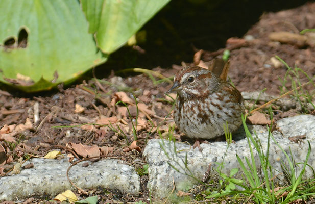 SINGAMMER, SONG SPARROW, MELOSPIZA MELODIA