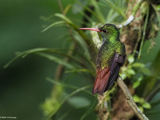 BRAUNSCHWANZAMAZILIE, RUFOUS-TAILED AMAZILIA - AMAZILIA TZACATL