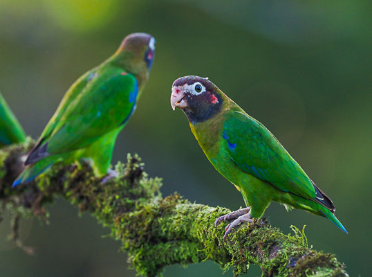 BLUTOHRPAPAGEI, BROWN-HOODED PARROT, PINOPSITTA HAEMATOTIS