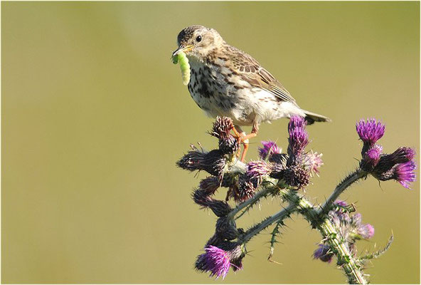 WIESENPIEPER, MEADOW PIPIT, ANTHUS PRATENSIS