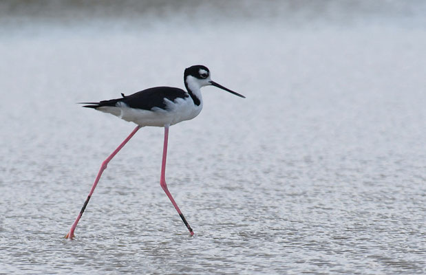 Amerikanischer Stelzenläufer, Black-necked stilt, Himantopus mexicanus