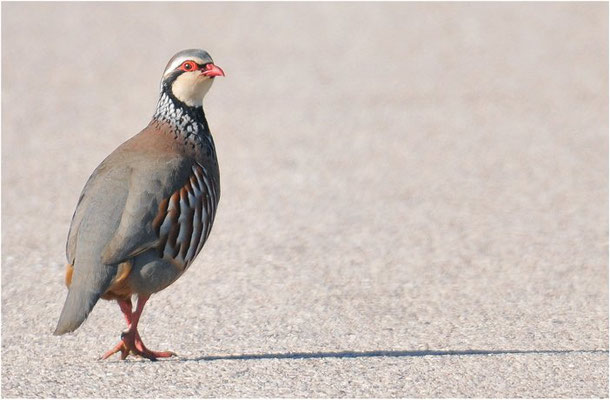 ROTHUHN, RED-LEGGED PARTRIDGE, ALECTORIS RUFA