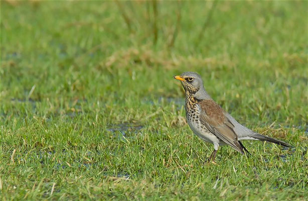 WACHOLDERDROSSEL, FIELDFARE, TURDUS PILARIS