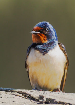 RAUCHSCHWALBE, BARN SWALLOW, HIRUNDO RUSTICA
