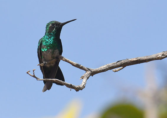 BLAUSCHWANZSMARAGDKOLIBRI, BLUE-TAILED EMERALD, CHLOROSTILBON MELLISUGUS 