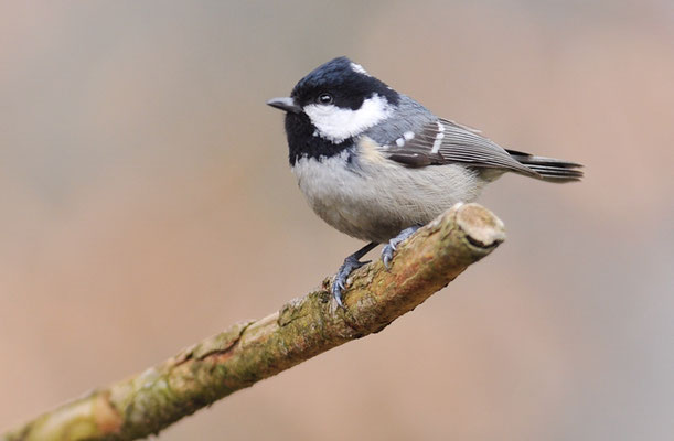 TANNENMEISE, COAL TIT, PERIPARUS ATER