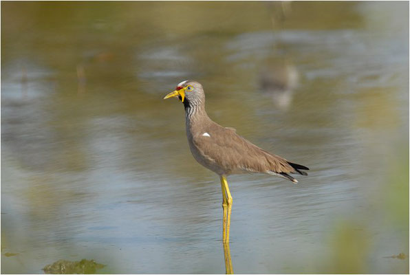 SENEGALKIEBITZ, WATTLED PLOVER, VANELLUS SENEGALLUS