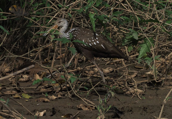 RALLENKRANICH, LIMPKIN, ARAMUS GUARAUNA