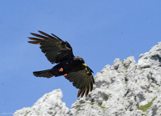 Alpendohle, alpine chough, pyrrhocorax graculus