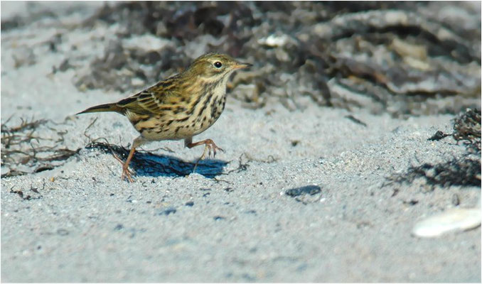 WIESENPIEPER, MEADOW PIPIT, ANTHUS PRATENSIS
