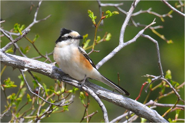 MASKENWÜRGER, MASKED SHRIKE, LANIUS NUBICUS