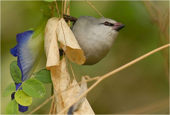 SCHÖNBÜRZELCHEN, LAVENDER WAXBILL, ESTRILDA CAERULESCENS