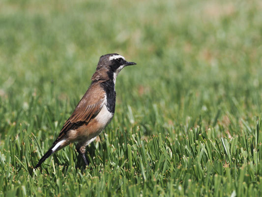 ERDSCHMÄTZER, CAPPED WHEATEAR, OENANTHE PILEATA