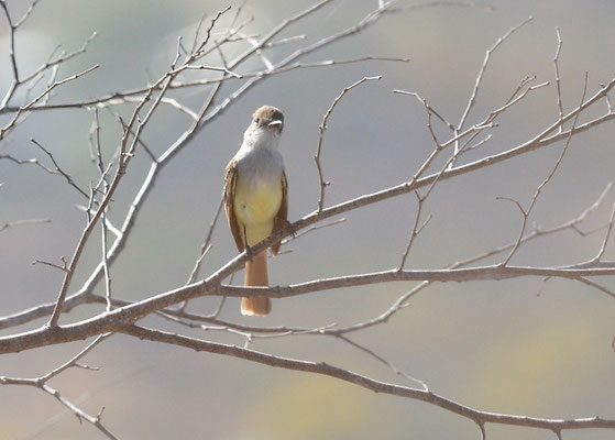 BRAUNSCHOPFTYRANN, BROWN-CRESTED FLYCATCHER, MYIARCHUS TYRANNULUS 