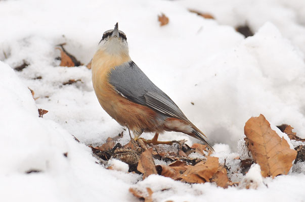 KLEIBER, NUTHATCH, SITTA EUROPAEA