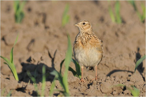 FELDLERCHE, SKYLARK, ALAUDA ARVENSIS