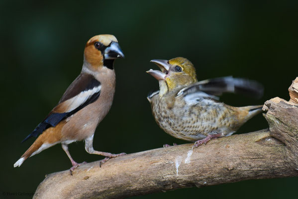 KERNBEISSER, HAWFINCH, COCCOTHRAUSTES  COCCOTHRAUSTES