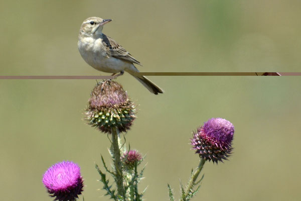 BRACHPIEPER, TAWNY PIPIT, ANTHUS CAMPESTRIS