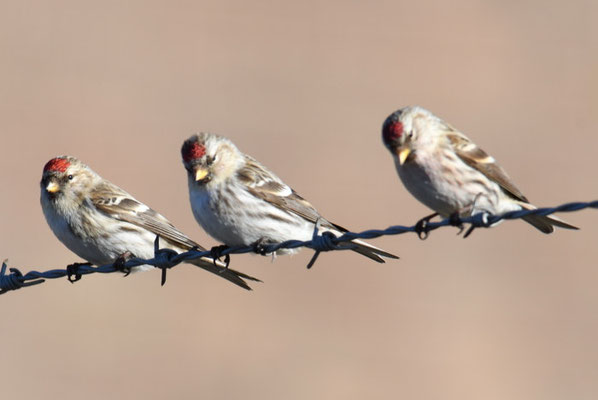 TAIGABIRKENZEISIG, COMMON REDPOLL, ACANTHIS FLAMMEA