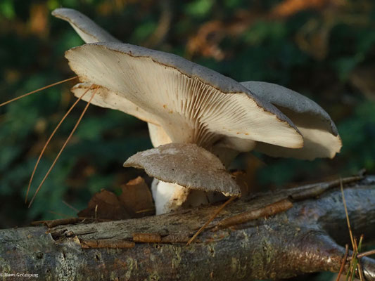Austern-Seitling - Pleurotus ostreatus