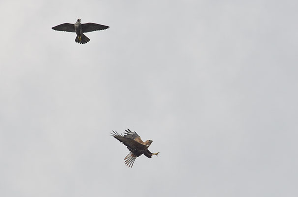ADLERBUSSARD, LONG-LEGGED BUZZARD, BUTEO RUFINUS