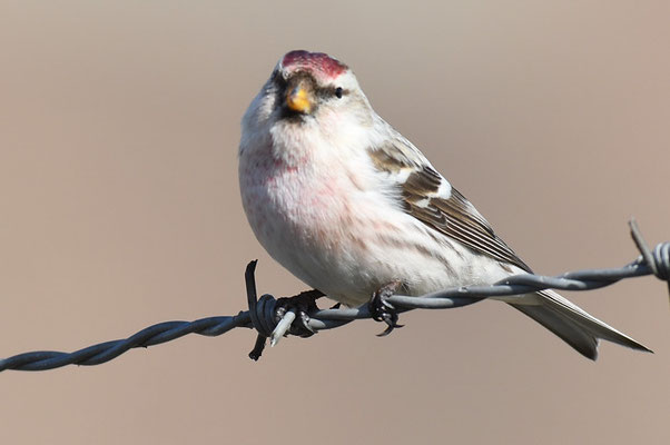 POLARBIRKENZEISIG, ARCTIC REDPOLL, CARDUELIS HORNEMANNI