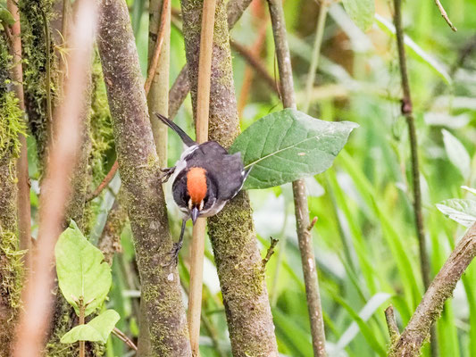 Spiegelbuschammer, White-winged Brush-Finch - Atlapetes leucopterus