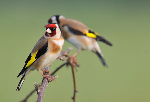 STIEGLITZ, GOLDFINCH, CARDUELIS CARDUELIS