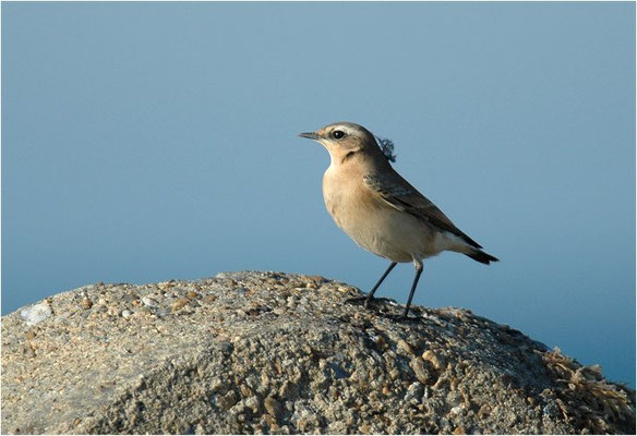 STEINSCHMÄTZER, WHEATEAR, OENANTHE OENANTHE