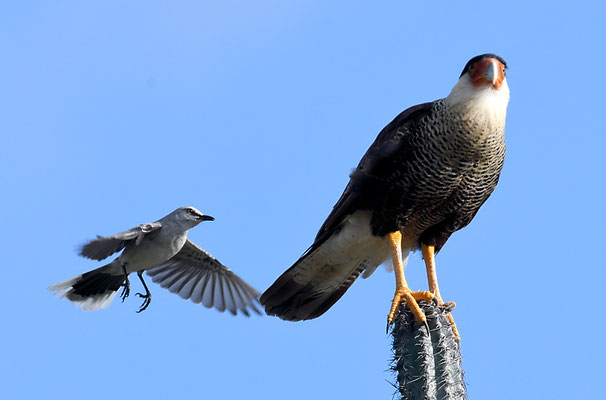 KARIBIKKARAKARA, CRESTED CARACARA, CARACARA CHERIWAY