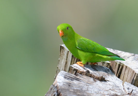 FRÜHLINGSPAPAGEICHEN, VERNAL HANGING PARROT, LORICULUS VERNALIS