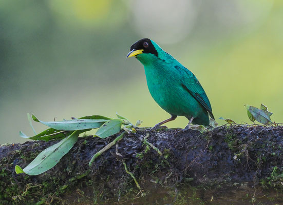 KAPPENNASCHVOGEL, GREEN HONEYCREEPER, CHLOROPHANES SPIZA