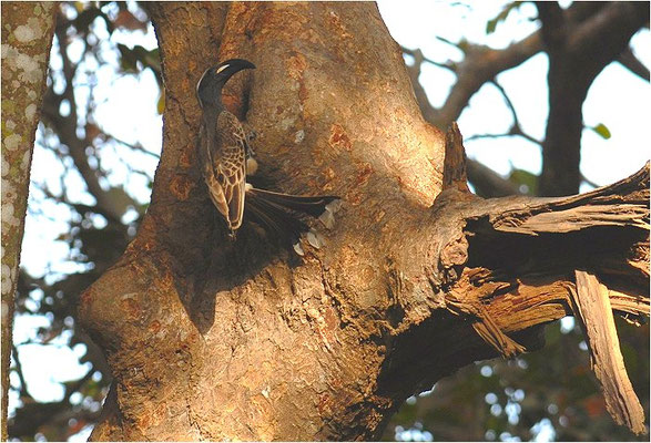GRAUTOKO, AFRICAN GREY HORNBILL, TOCKUS NASUTUS