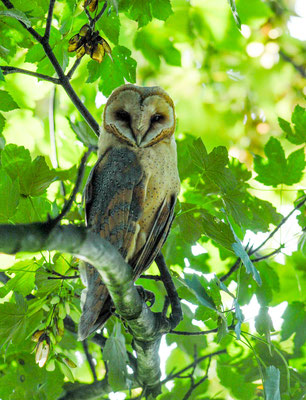 SCHLEIEREULE, BARN OWL, TYTO ALBA 