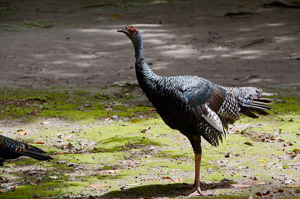 PFAUENTRUTHUHN, OCELLATED TURKEY, MELEAGRIS OCELLATA