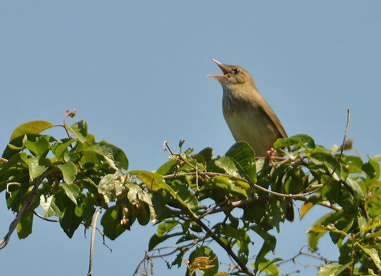 SCHLAGSCHWIRL, RIVER WARBLER, LOCUSTELLA FLUVIATILIS