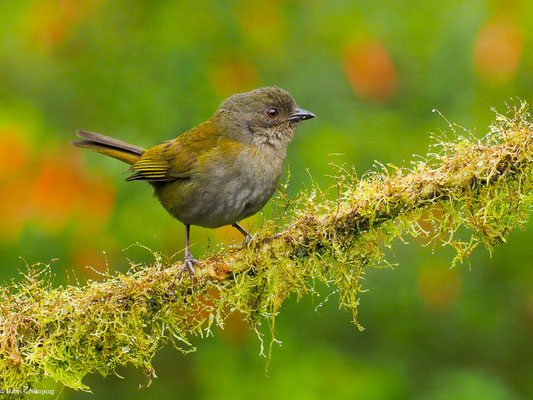 GRAUBRUST-BUSCHTANGARE, DUSKY BUSH TANAGER - CHLOROSPINGUS SEMIFUSCUS