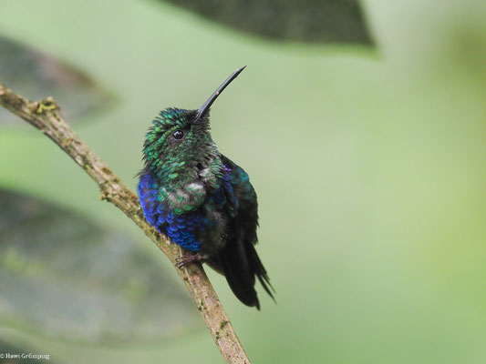 GRÜNKRONENNYMPHE, CROWNED WOODNYMPH - THALURANIA COLUMBICA