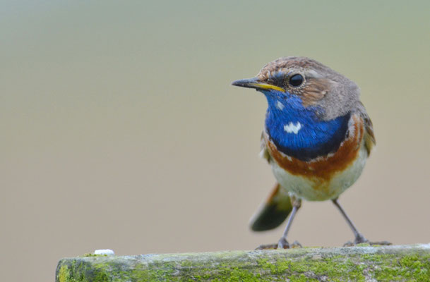 BLAUKEHLCHEN, BLUETHROAT, LUSCINIA SVECICA