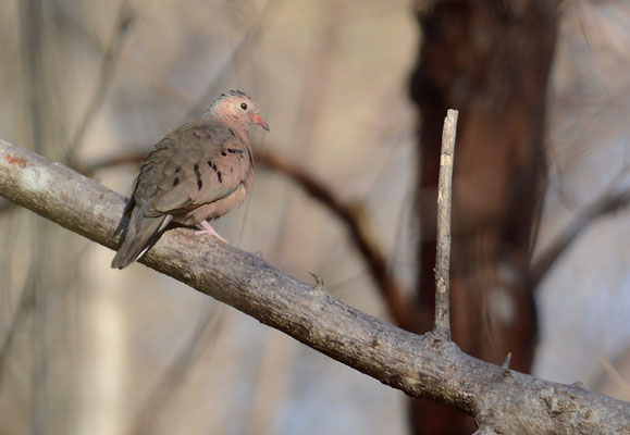 ROSTTÄUBCHEN, RUDDY GROUND DOVE, COLUMBINA TALPACOTI